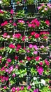 Vertical plantation of Vinca roses in a sunny day