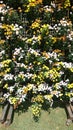 Vertical plantation of Vinca roses in a sunny day