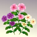 Vinca Rosea madagascar periwinkle Illustration