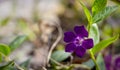 Vinca rosea, violet pink flower after the rain, with green leaf wet. Royalty Free Stock Photo