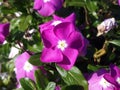 Purple vinca flower