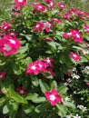 Vincas in Bloom Royalty Free Stock Photo