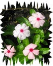 Vincas after a rain