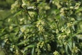 Vincetoxicum hirundinaria. Close up of white swallow wort.