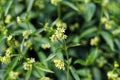 Vincetoxicum hirundinaria. Close up of white swallow wort.