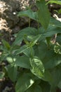 Vincetoxicum hirundinaria plant close up