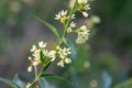 Vincetoxicum hirundinaria, white swallow-wor flowers closeup selective focus