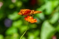 Vindula dejone, the Malay cruiser butterfly