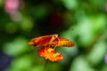 Vindula dejone, the Malay cruiser butterfly