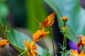 Vindula dejone, the Malay cruiser butterfly