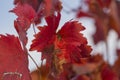 Vineyards in the autumn with red foliage.