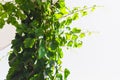 Vine against the sky Royalty Free Stock Photo
