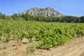 Vine in the Alpilles in France Royalty Free Stock Photo