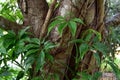 Vine anchoring in the tree bark Royalty Free Stock Photo