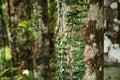 Vine around tree trunk at the tropical rian forest Royalty Free Stock Photo