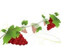 Vine background with red grapes