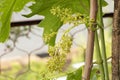 Vine in bloom with a fragrant smell, growing wine