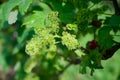 Vine blossom in vineyard in early spring