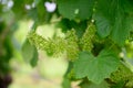 Vine blossom in vineyard in early spring Royalty Free Stock Photo