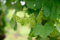 Vine blossom in vineyard in early spring