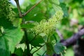 Vine blossom in vineyard in early spring Royalty Free Stock Photo