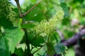 Vine blossom in vineyard in early spring