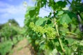 Vine blossom in vineyard in early spring