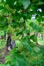 Vine blossom in vineyard in early spring