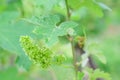 Vine blossom in vineyard in early spring