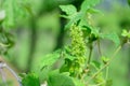 Vine blossom in vineyard in early spring