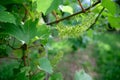 Vine blossom in vineyard in early spring