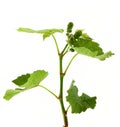 Vine branch Royalty Free Stock Photo