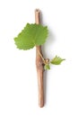 Vine branch Royalty Free Stock Photo