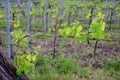 Vine branch with blossoms ine early spring in vineyard Royalty Free Stock Photo