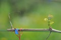 Vine branch bounded with young leaves in the spring