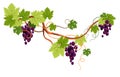 Vine branch, grapes plantation isolated icon, winemaking