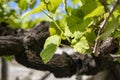 Vine branch growing from the trunk