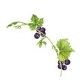 Vine branch with purple grapes, green leaves and tendrils isolated on white background. Hand drawn watercolor illustration Royalty Free Stock Photo