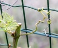 vine branches clinging to wire mesh Royalty Free Stock Photo