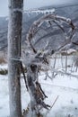 Vine branches encapsulated in ice