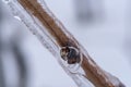 Vine branches encapsulated in ice