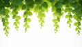 Vine branches with fresh green leaves hang on white background. Grape foliage natural frame, leaf border design. Spring garden