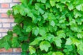 Vine branches with green leaves covered the brick wall, background Royalty Free Stock Photo