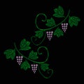 A vine with bunches of grapes. Embroidery of jeans. Embroidery is smooth. Vector illustration on a black background.