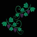 A vine with bunches of grapes. Embroidery of jeans. Embroidery is smooth. Vector illustration on a black background.