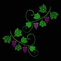 A vine with bunches of grapes. Embroidery of jeans. Embroidery is smooth. Vector illustration on a black background.