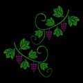 A vine with bunches of grapes. Embroidery of jeans. Embroidery is smooth. Vector illustration on a black background.