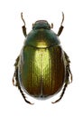 Vine Chafer on white Background