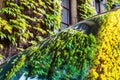 Vine-clad house wall reflecting in a car