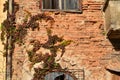 Vine Climber On Brick Wall